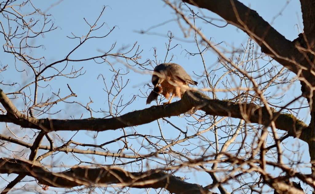 a cooper's hawk grasping a big brown bat in a north Toronto park, ontario, canada 