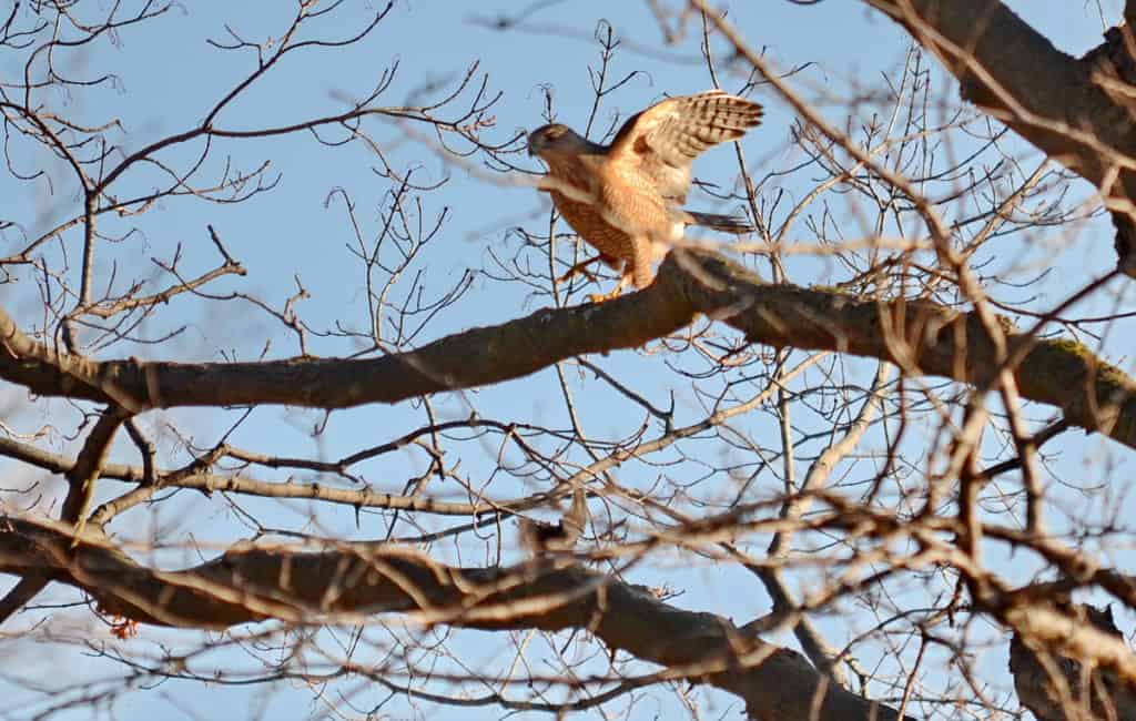 a cooper's hawk drops its prey in a toronto park in ontario, canada