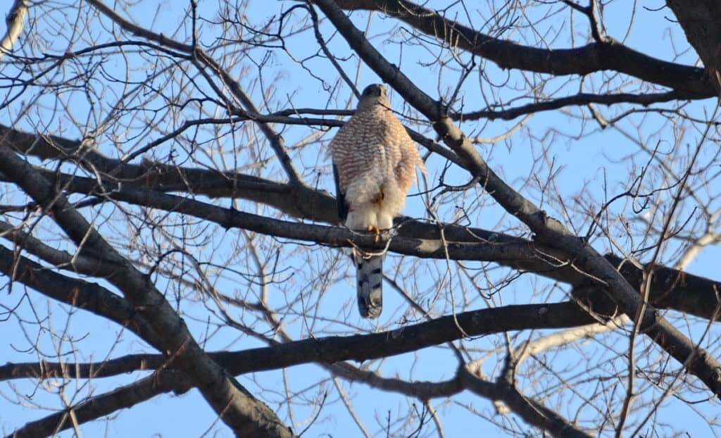a cooper's hawk in a north Toronto park, ontario, canada
