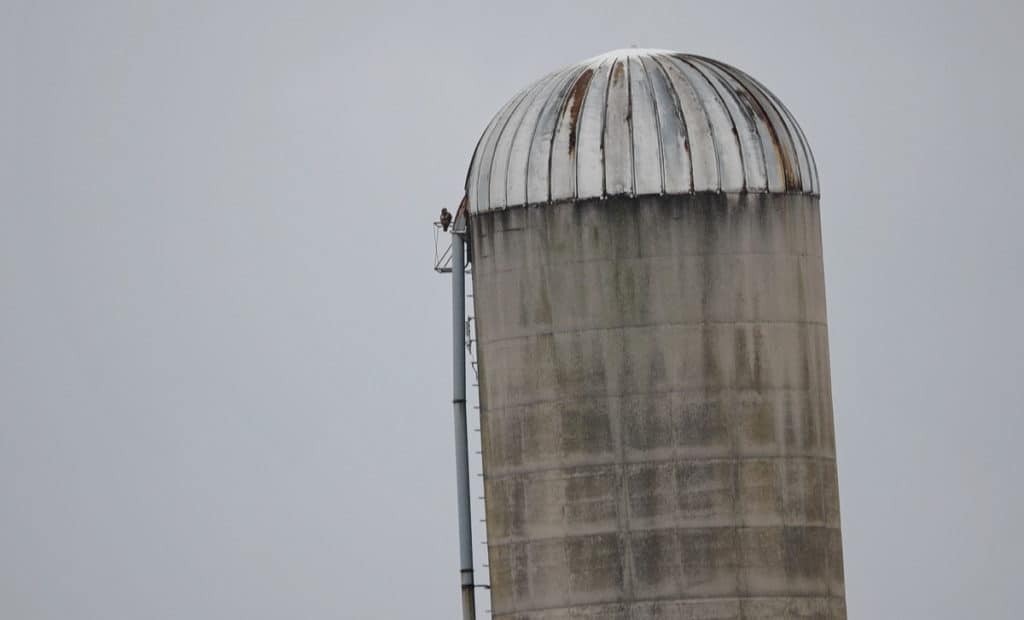 a red-tailed hawk on a silo in kawartha lakes region of ontario