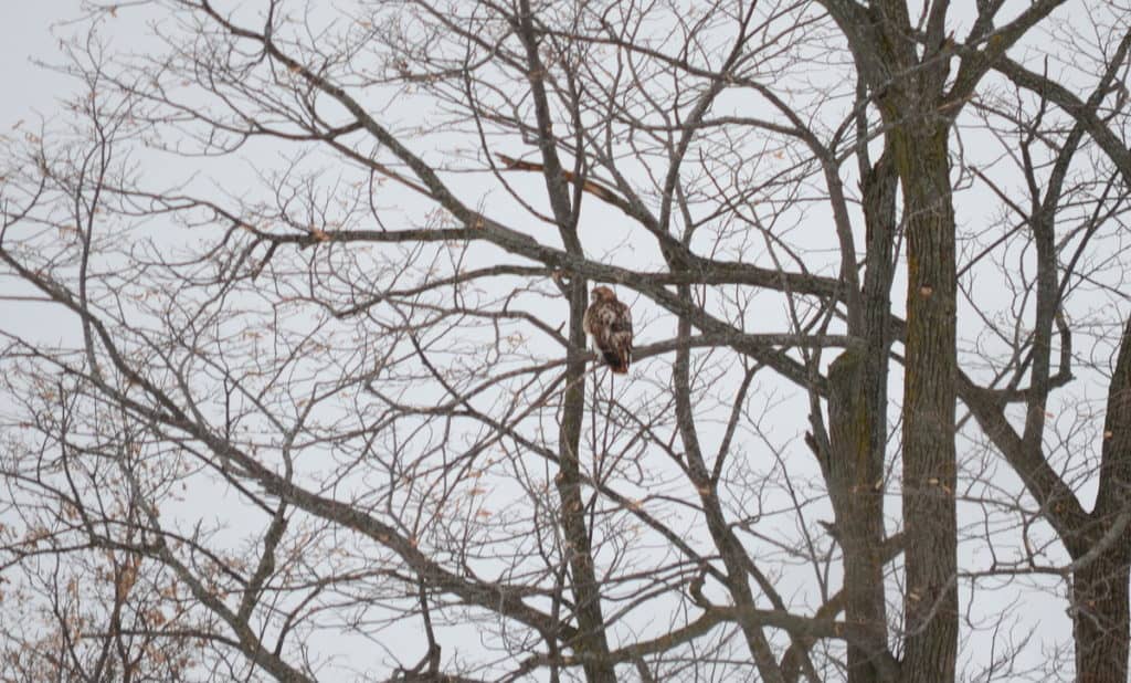 a red-tailed hawk in kawartha lakes region of ontario