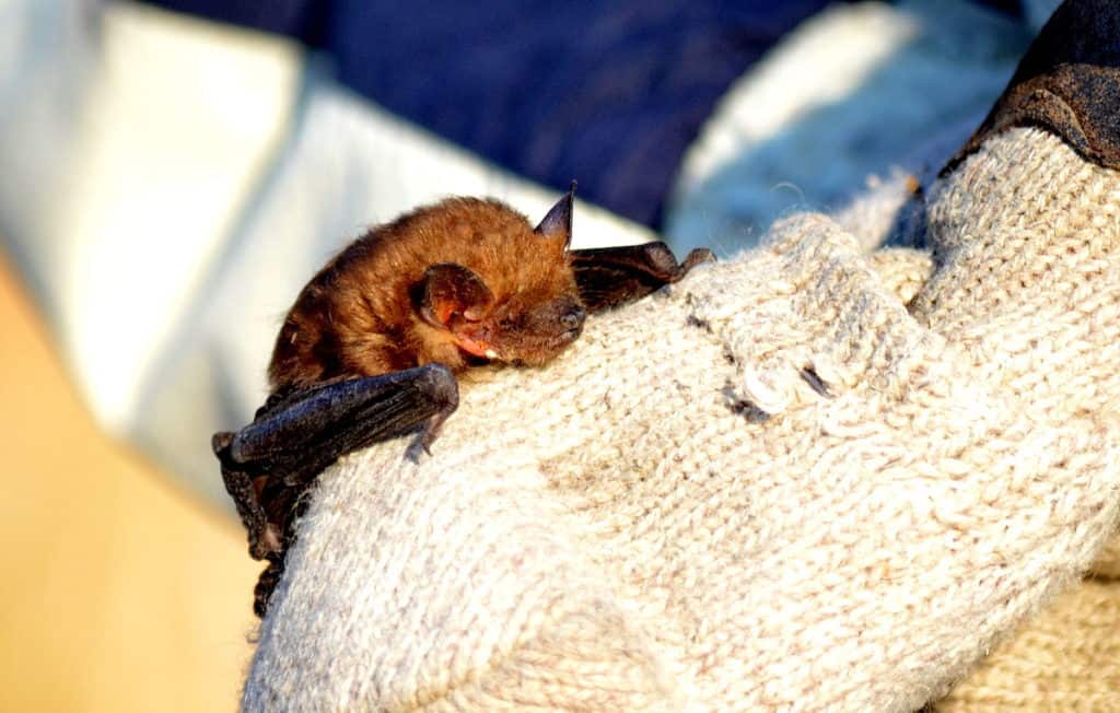 a Big Brown Bat in a park in Toronto, Ontario in Canada 