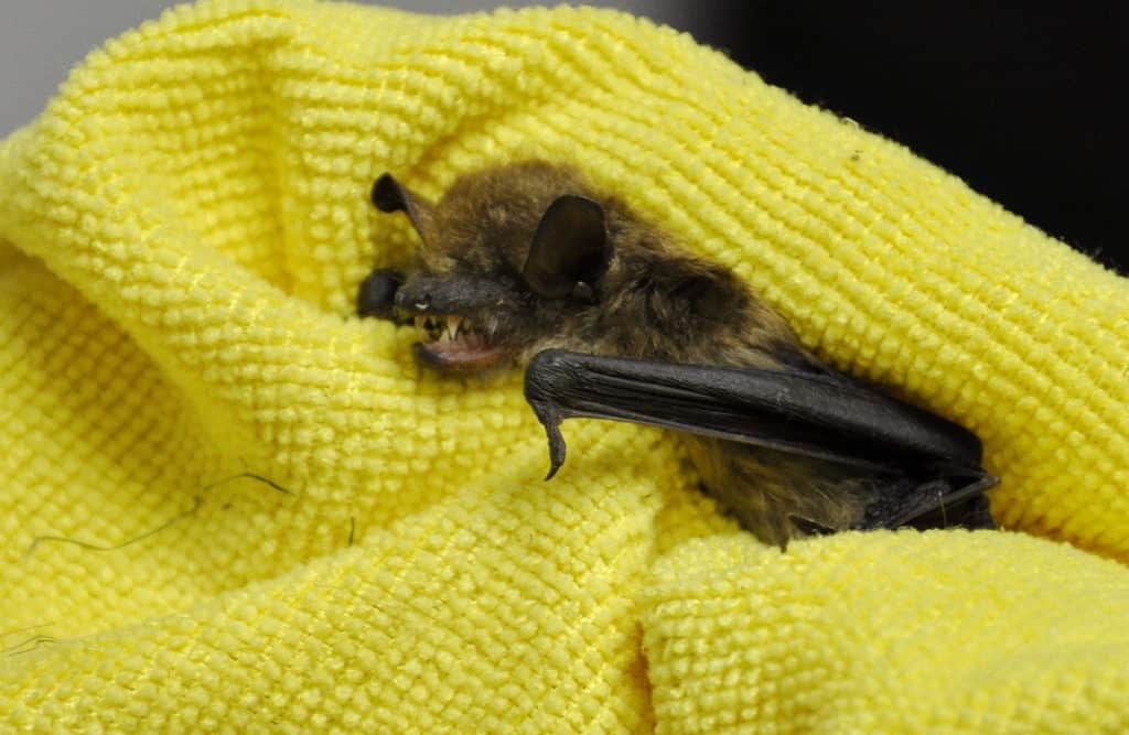 a Big Brown Bat in care at Shades of Hope Wildlife Refuge in Pefferlaw, Ontario