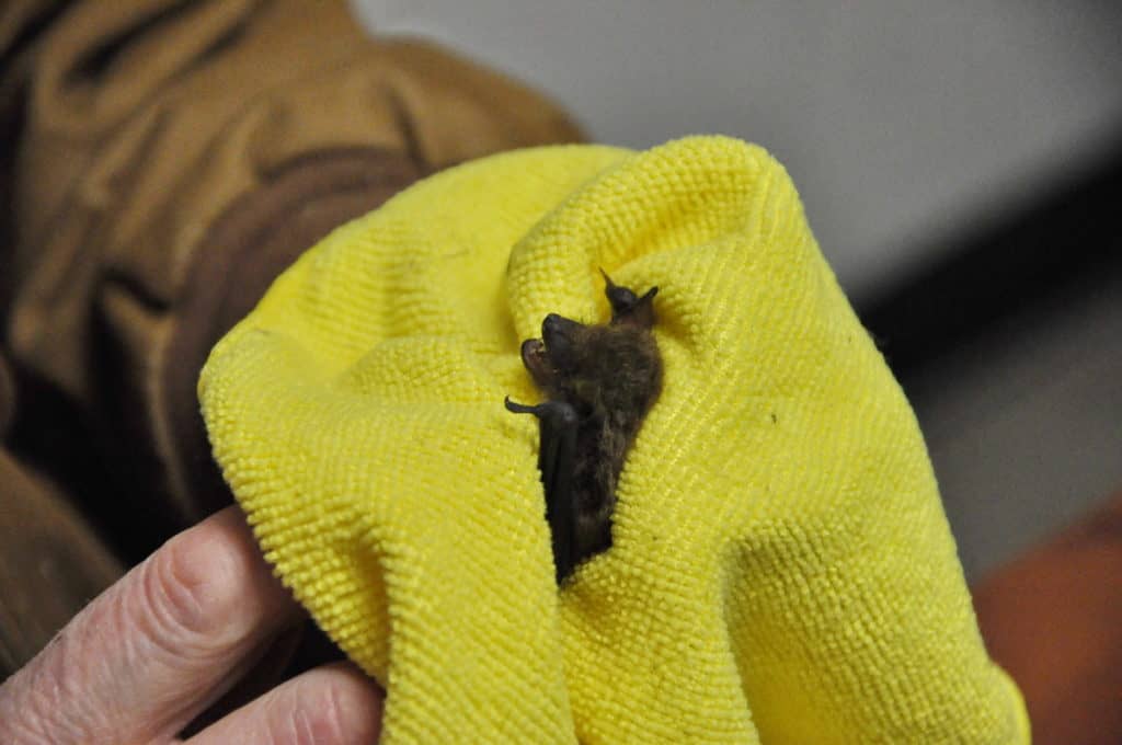 a Big Brown Bat in care at Shades of Hope Wildlife Refuge in Pefferlaw, Ontario