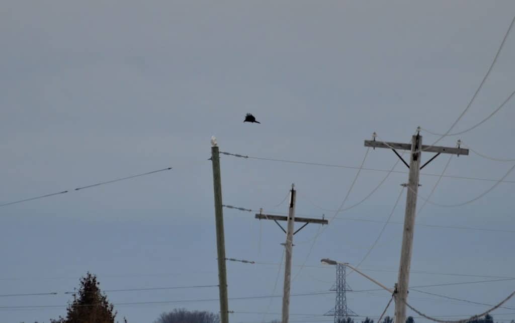 a crow harassing a snowy owl in kawartha lakes region of ontario
