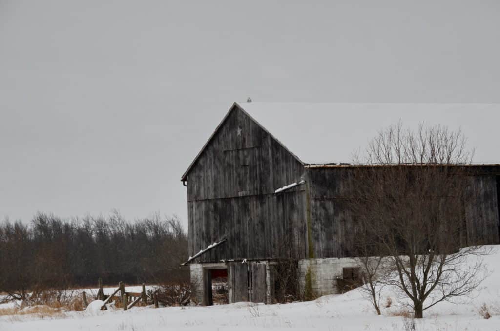 snowy owl on a barn in kawartha lakes region of ontario