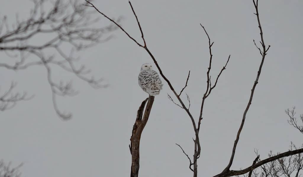 a snowy owl on a snag in kawartha lakes region of ontario