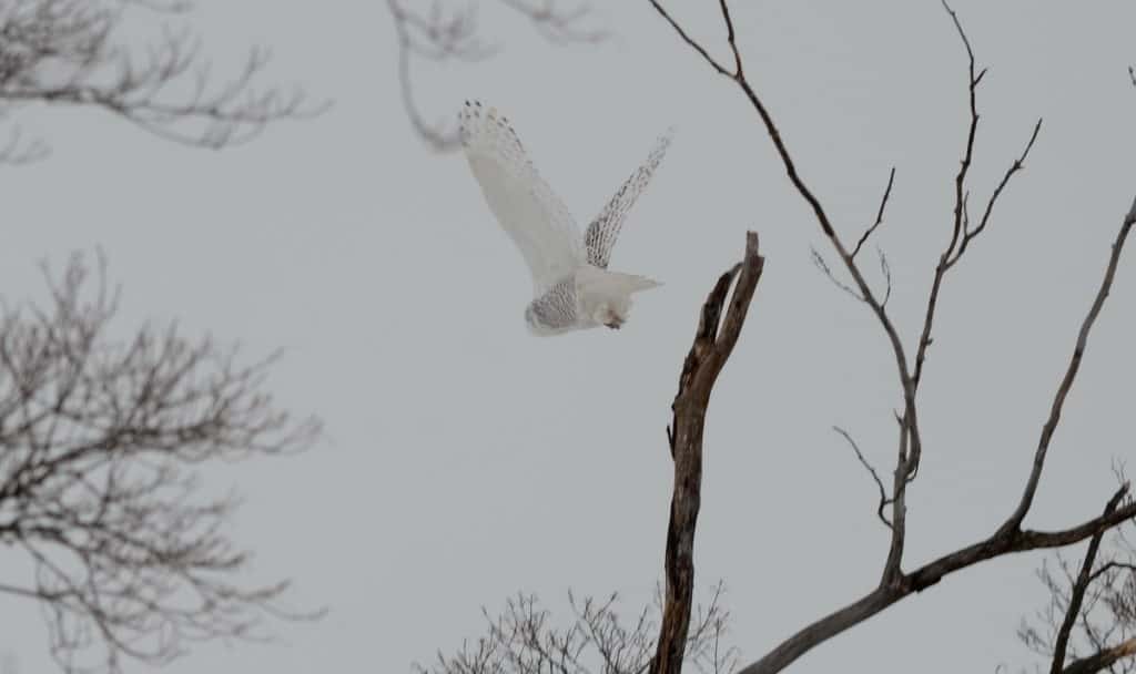 a snowy owl takes flight in kawartha lakes region of ontario