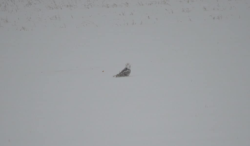a snowy owl in a field in kawartha lakes region of ontario