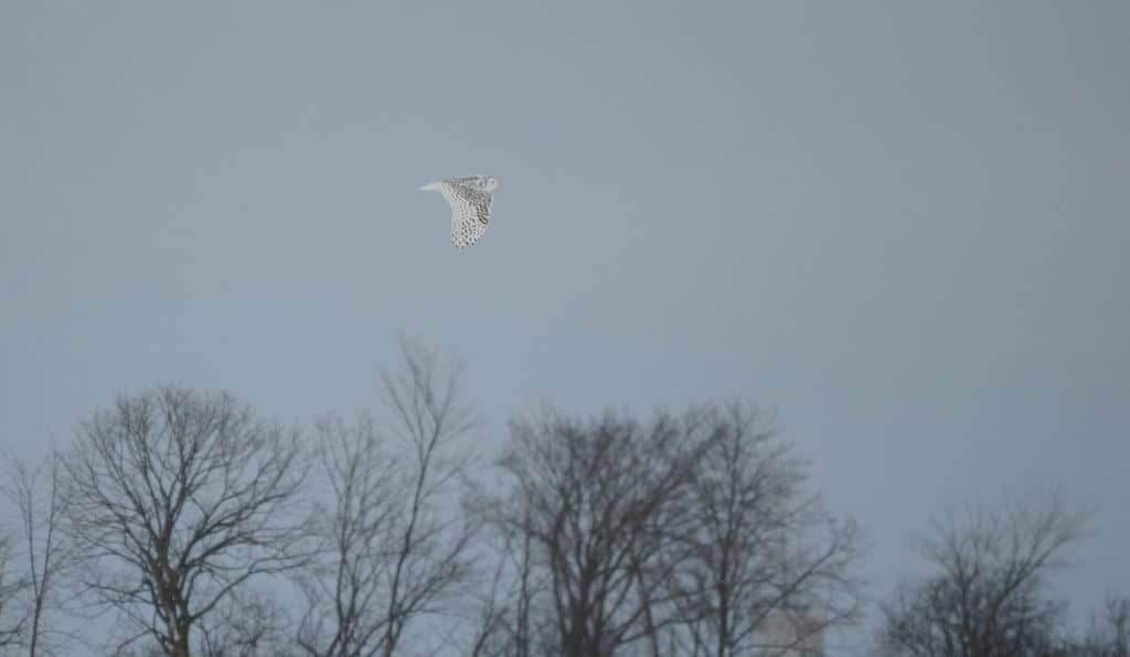 a snowy owl flying in kawartha lakes region of ontario