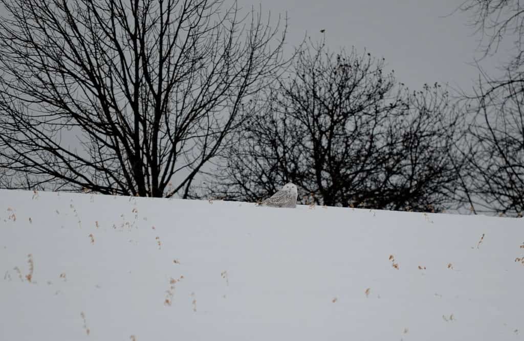 a snowy owl on crest of a hill in kawartha lakes region of ontario