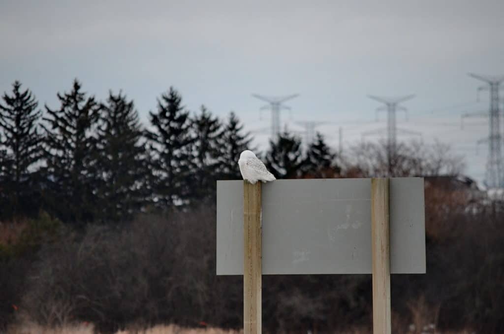a snowy owl on a road sign in brooklyn, ontario