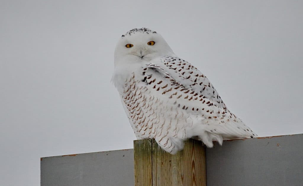 snowy owl near brooklyn, ontario