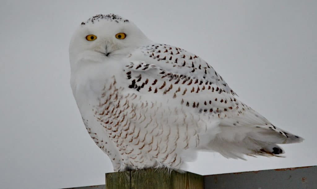 a snowy owl on a road sign in brooklyn, ontario