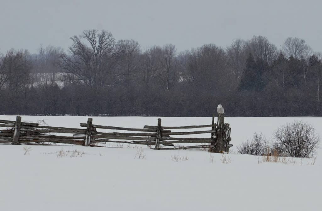  a snowy owl on a fence post in kawartha lakes region of ontario