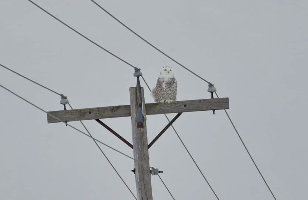 a snowy owl perched on a hydro pole in kawartha lakes region of ontario