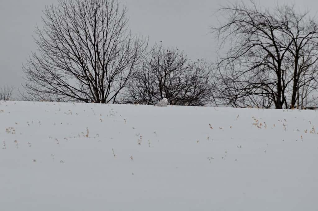 snowy owl on crest of a hill in kawartha lakes region of ontario
