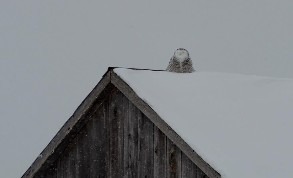 a snowy owl on a barn roof in kawartha lakes region of ontario