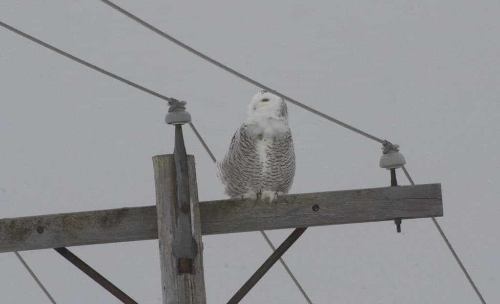 a snowy owl perched on a hydro pole in kawartha lakes region of ontario