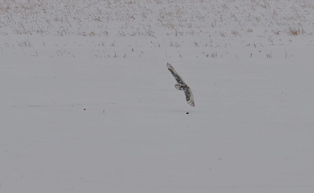 a snowy owl flying low in kawartha lakes region of ontario
