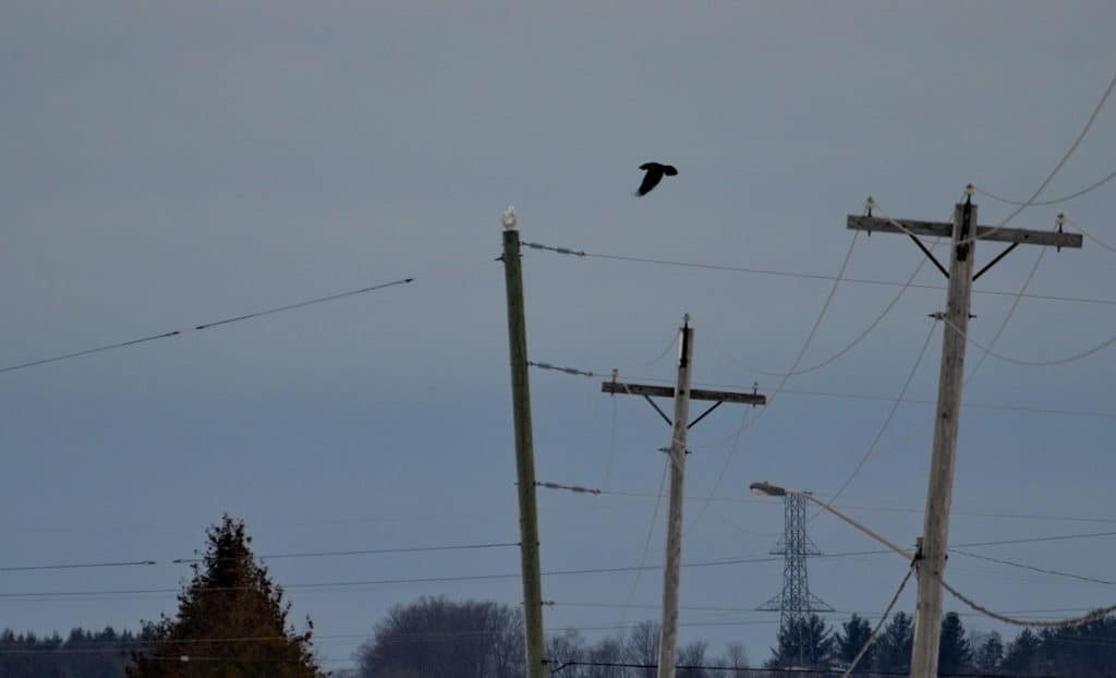 a crow harassing a snowy owl in kawartha lakes region of ontario