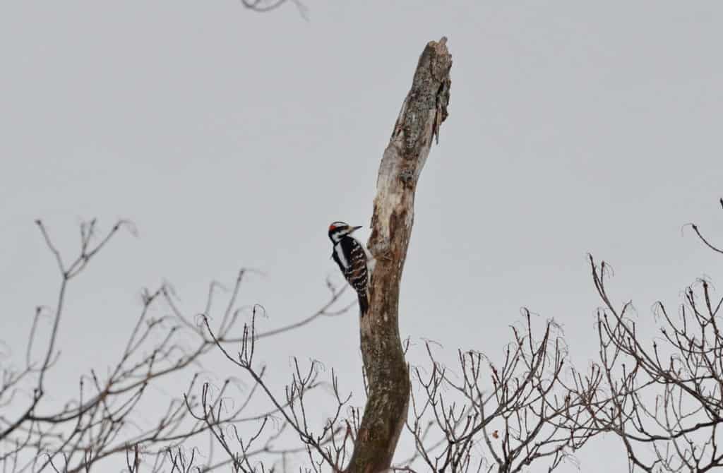 a hairy woodpecker male on a dead snag in kawartha lakes region of ontario