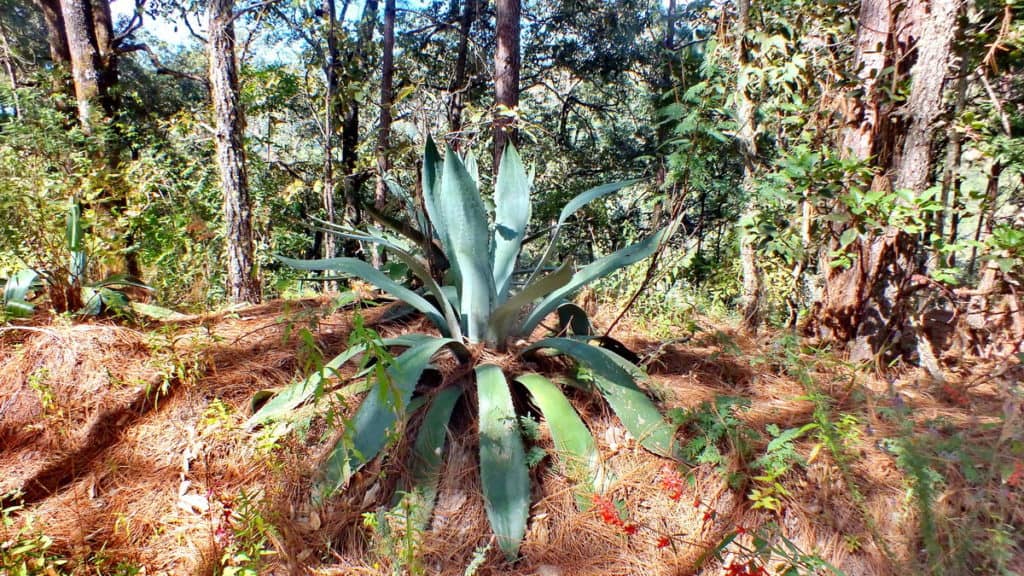 Image of a Agave plant growing at Cerro de San Juan Ecological Reserve, Mexico.