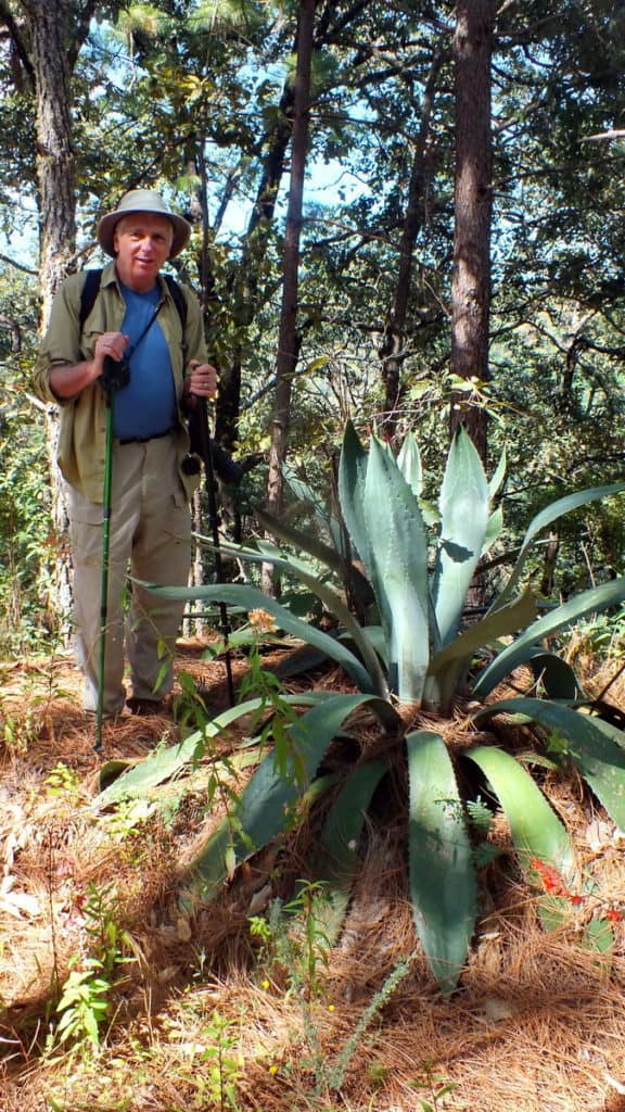 Agave plant growing at Cerro de San Juan Ecological Reserve, Mexico.