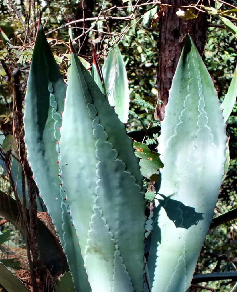 Agave plant growing at Cerro de San Juan Ecological Reserve, Mexico.