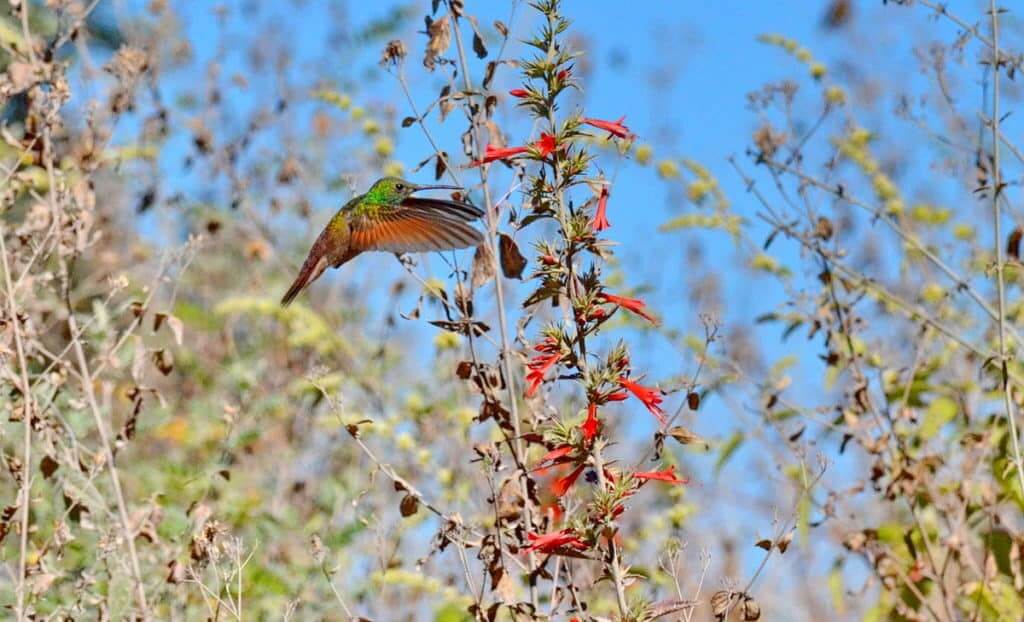 Berylline Hummingbird in Mexico.