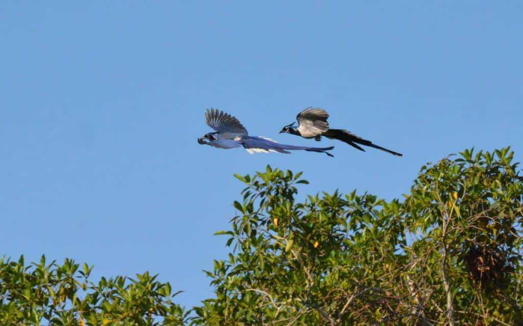 Black-throated Magpie Jays in flight in Mexico