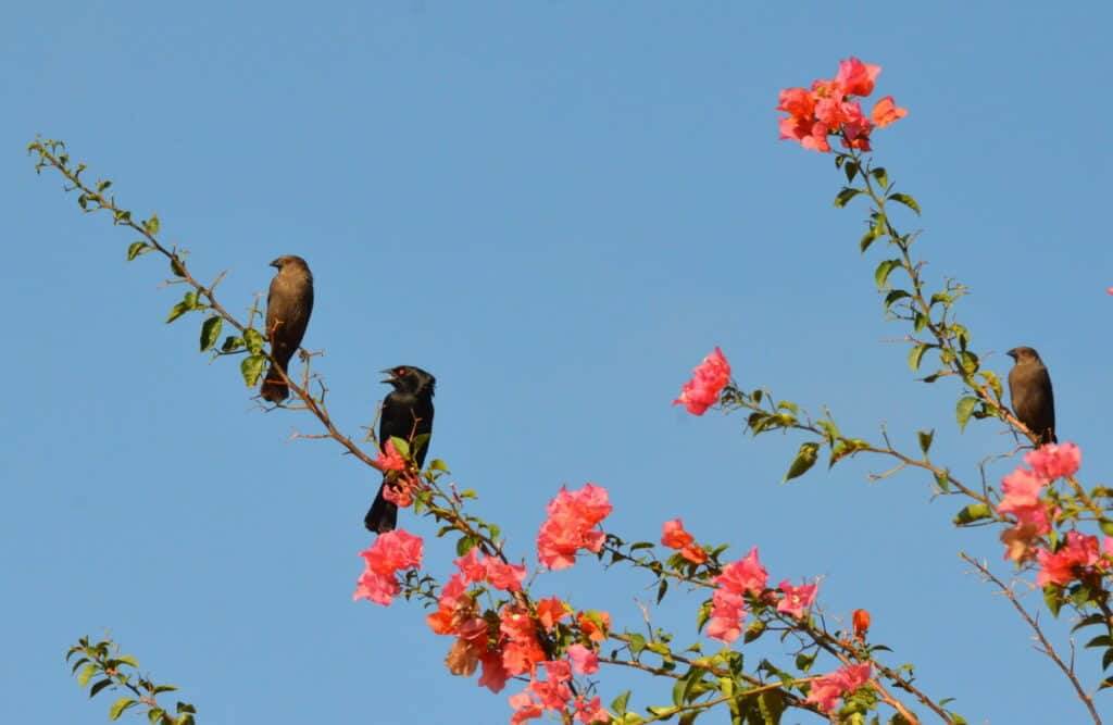 Bronzed Cowbirds perched in a flowering tree in Mexico.