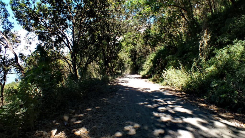 Hillside dirt road in Cerro de San Juan Ecological Reserve, Mexico.
