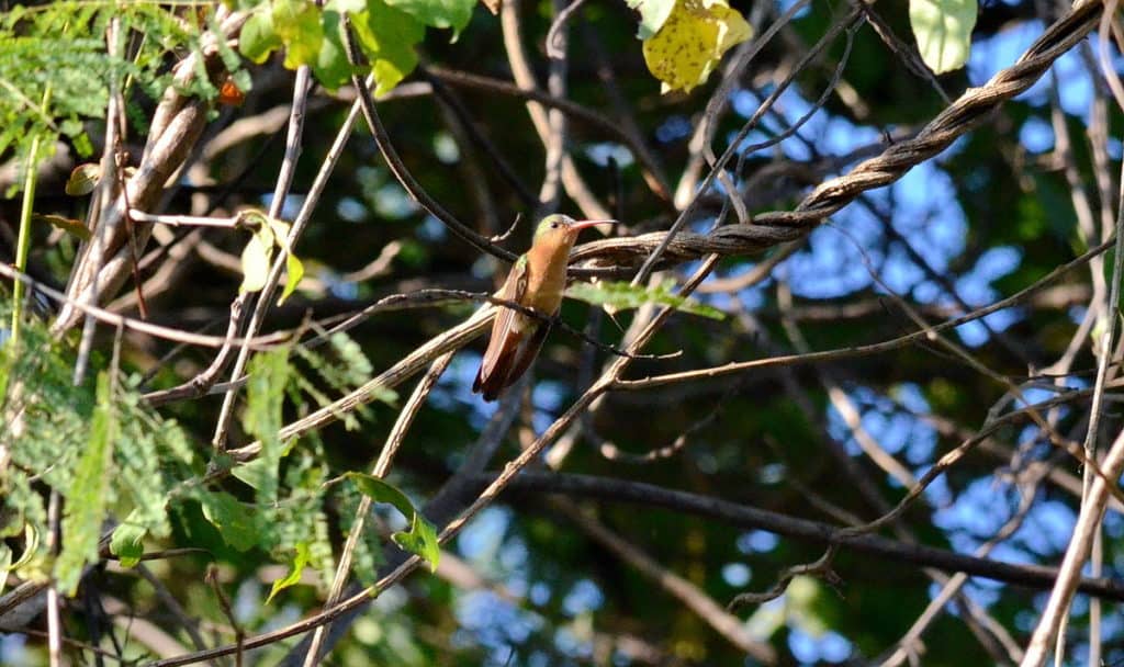 Cinnamon Hummingbird sitting on a tree in Mexico.