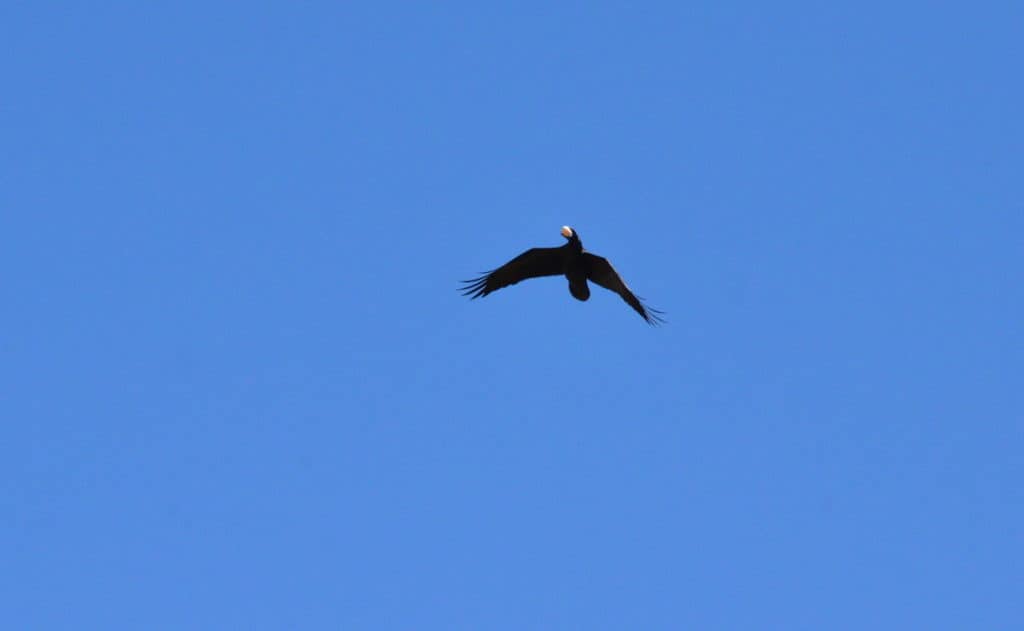 Common Raven transporting a large white egg in Mexico.