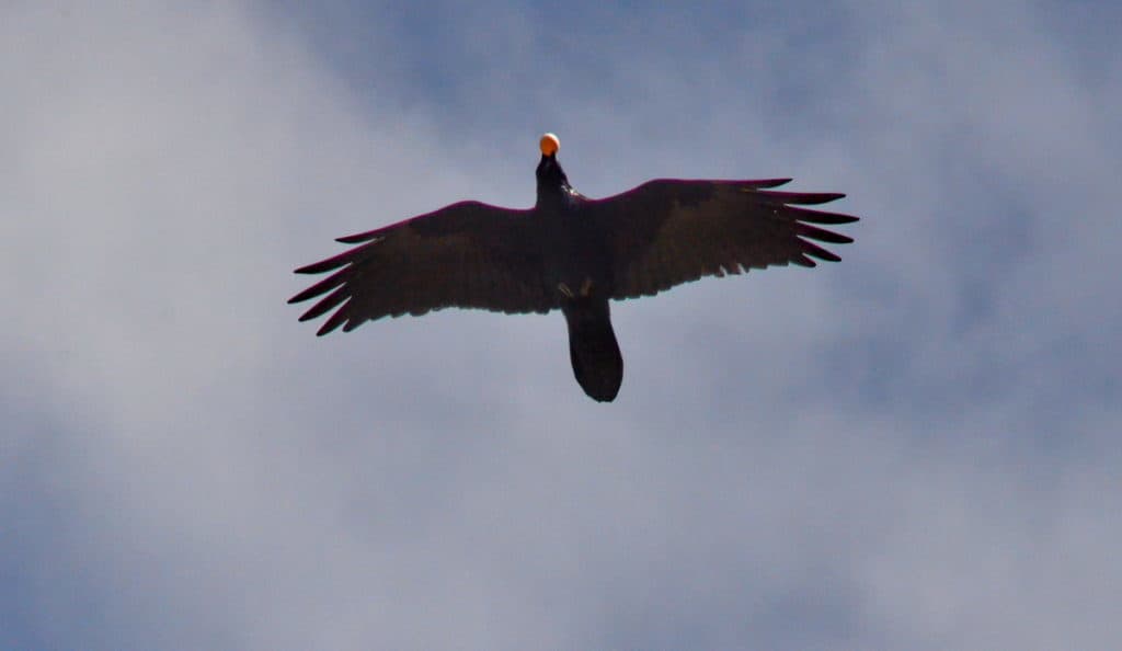 Common Raven transporting a large white egg in Mexico.