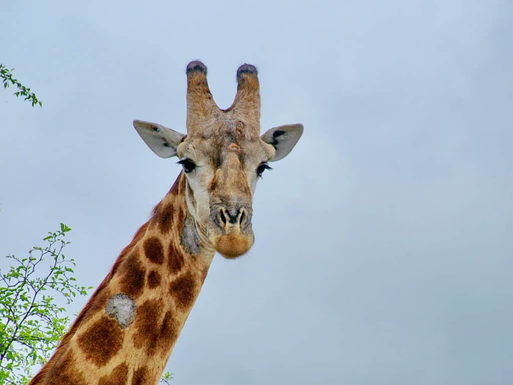 a closeup of a giraffe in kruger national park, south africa
