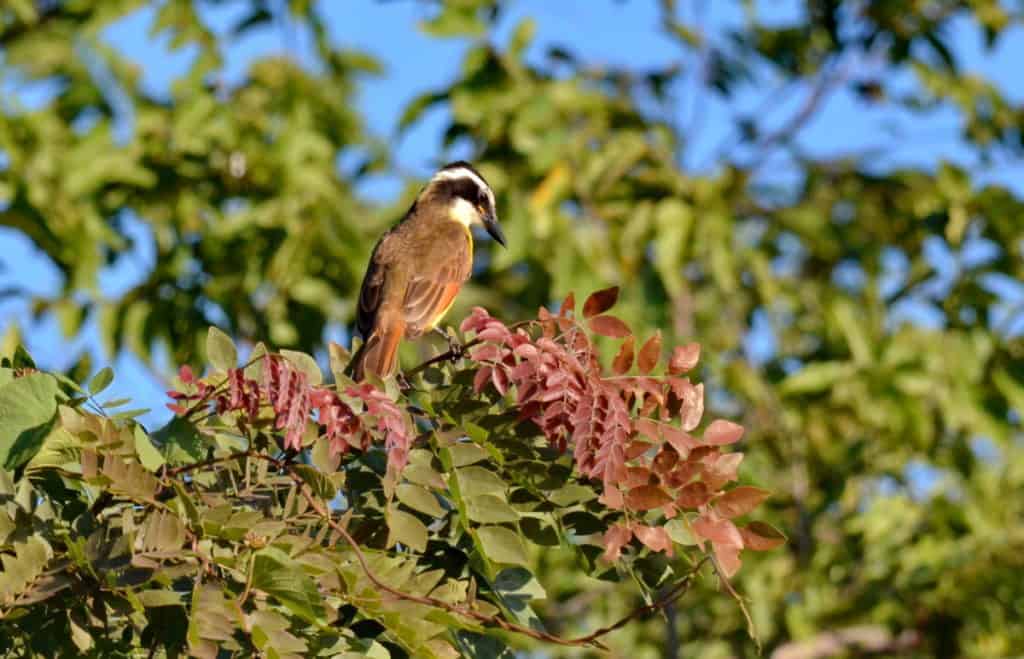 Great Kiskadee sitting on a tree in Mexico.