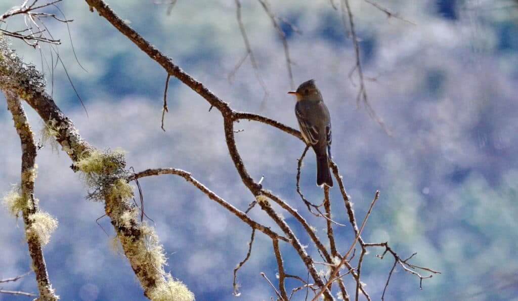 Greater Pewee sitting on a tree in Mexico.
