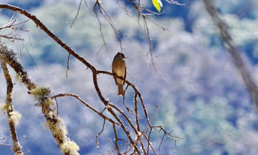 Greater Pewee sitting on a tree in Mexico.