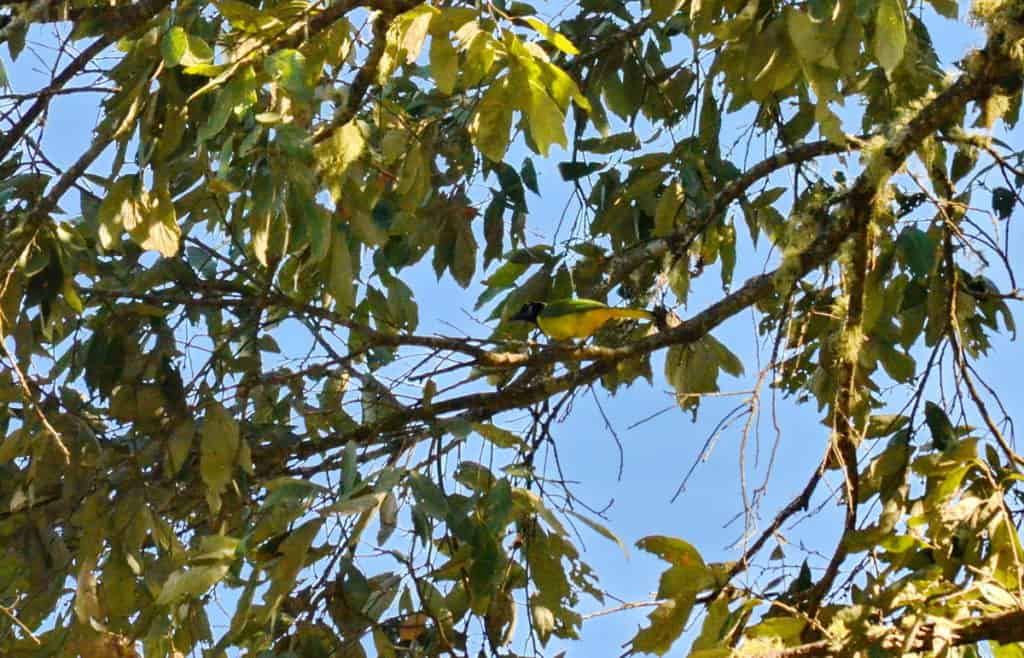 Green Jay in a tree in Mexico.
