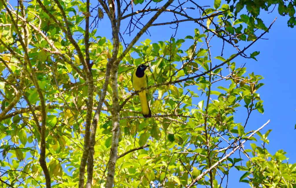 Green Jay in a tree in Mexico.