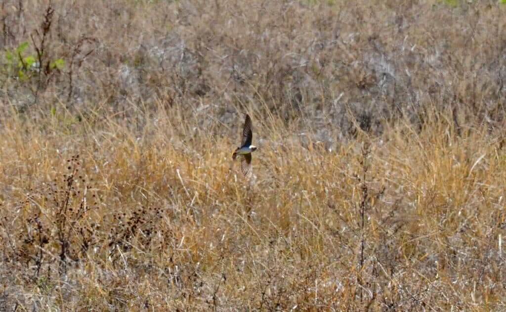 Northern Rough-winged Swallow in flight in Mexico.