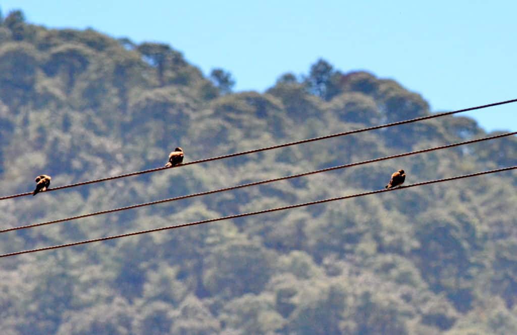 Northern Rough-winged Swallows near Tepic, Mexico.