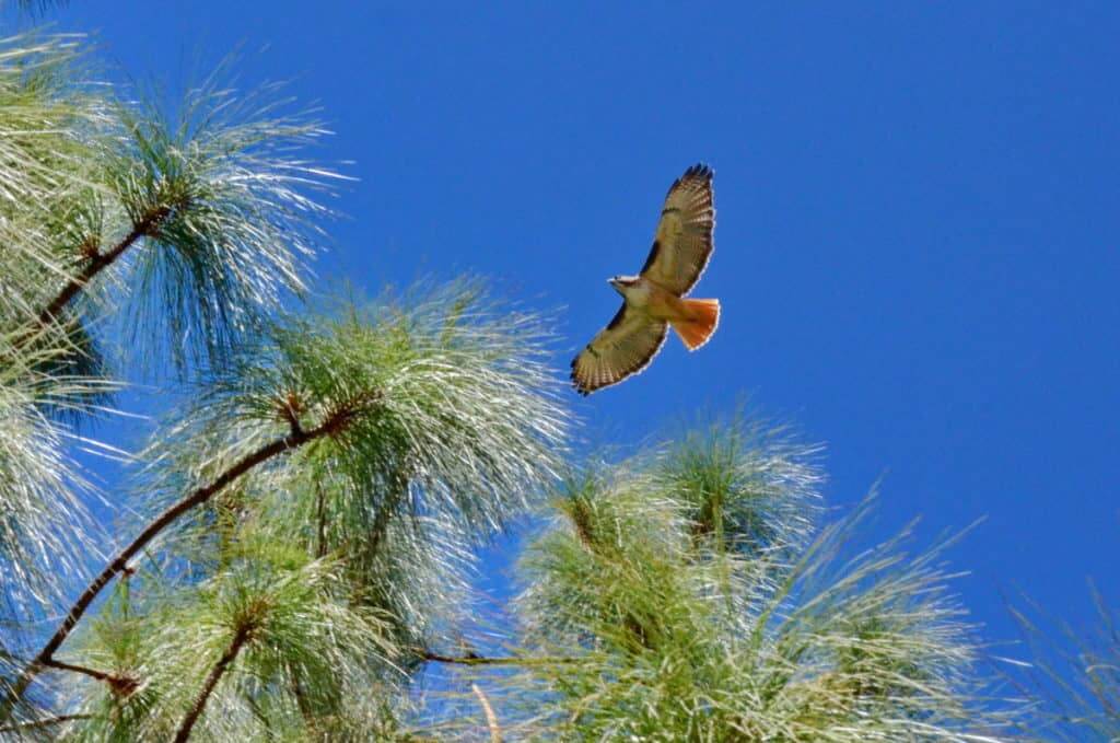 Red-tailed Hawk in flight in Mexico.