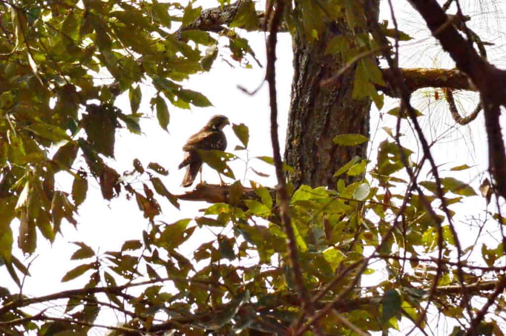 Red-tailed Hawk sitting in a tree in Mexico.
