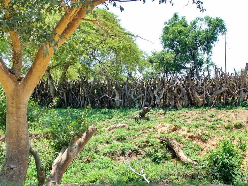 a traditional fence in swaziland, africa