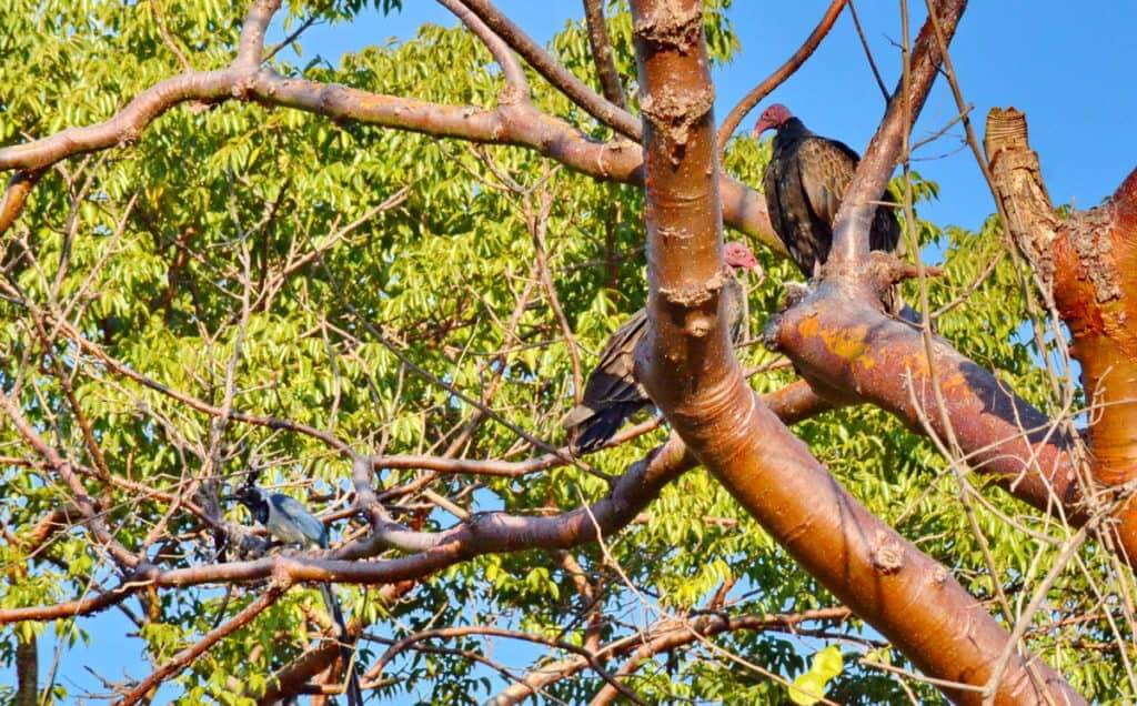 Turkey Vultures perched in a tree in Mexico.