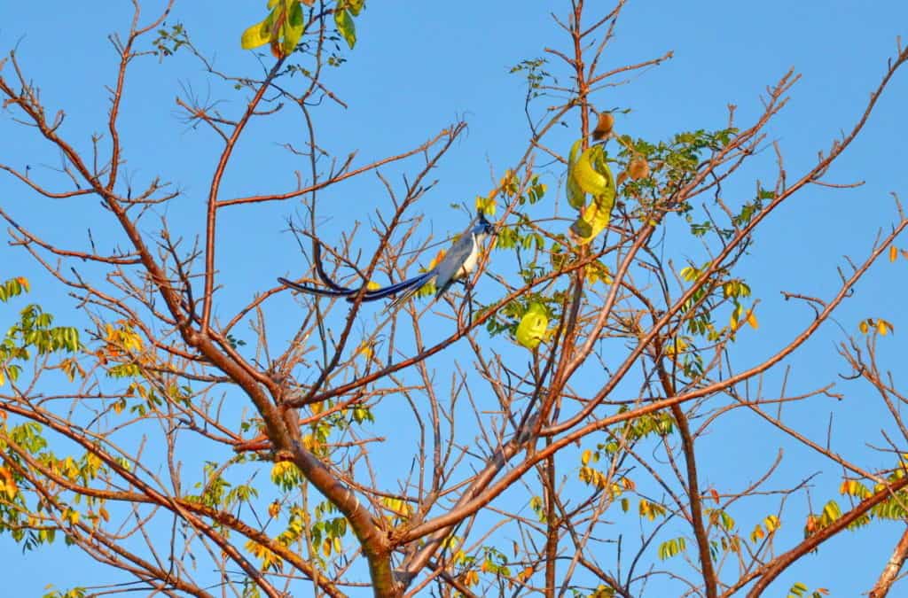 White-throated Magpie Jay in Mexico