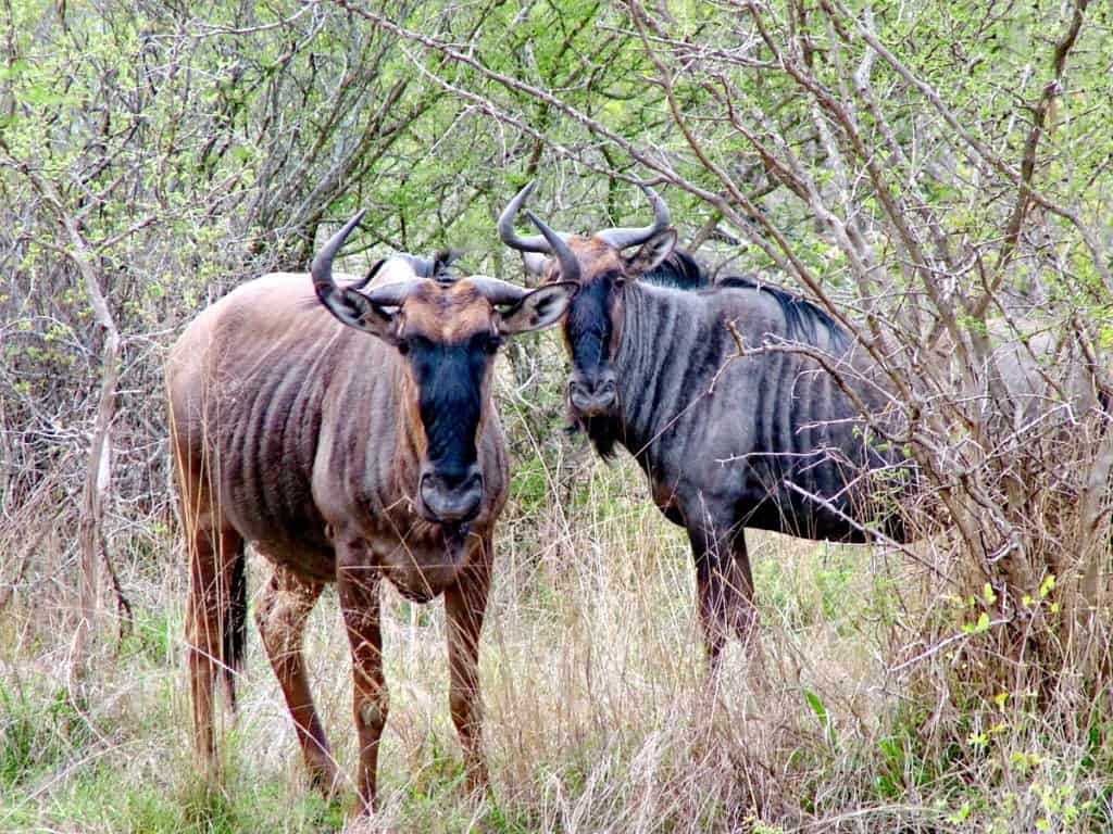 a pair of blue wildebeests in kruger national park, south africa